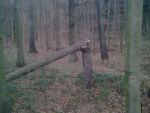 H Sturm 08.12.